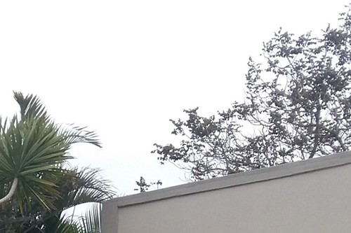 Wall Spikes needed to secure this boundary wall